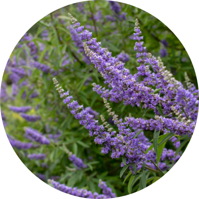 Dizajn bez názvu (9)